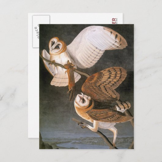 Audubon: Barn Owl Briefkaart (Voorkant / Achterkant)