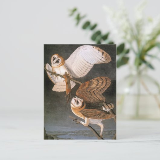 Audubon: Barn Owl Briefkaart (Staand voorkant)