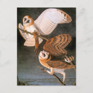 Audubon: Barn Owl Briefkaart