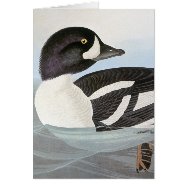 Audubon: Barrow's Goldeneye (Voorkant)