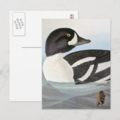 Audubon: Barrow's Goldeneye Briefkaart (Voorkant / Achterkant)