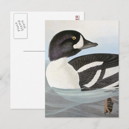 Audubon: Barrow's Goldeneye Briefkaart (Voorkant / Achterkant)