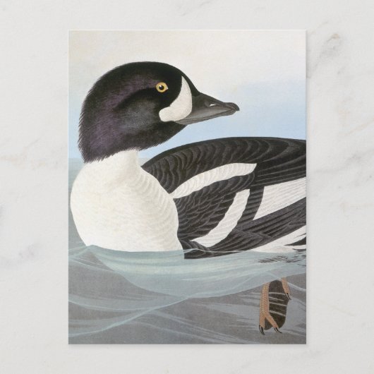 Audubon: Barrow's Goldeneye Briefkaart (Voorkant)