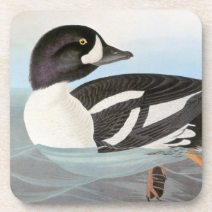 Audubon: Barrow's Goldeneye Drankjes Onderzetter