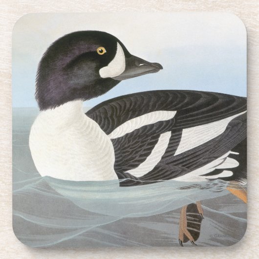 Audubon: Barrow's Goldeneye Drankjes Onderzetter (Voorkant)