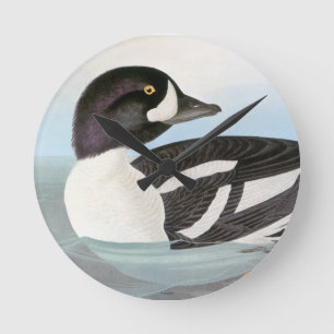 Audubon: Barrow's Goldeneye Ronde Klok