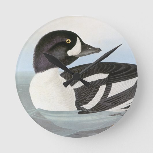 Audubon: Barrow's Goldeneye Ronde Klok (Voorkant)