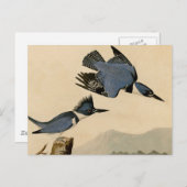 Audubon Belted Kingfisher Wildlife Bird Briefkaart (Voorkant / Achterkant)