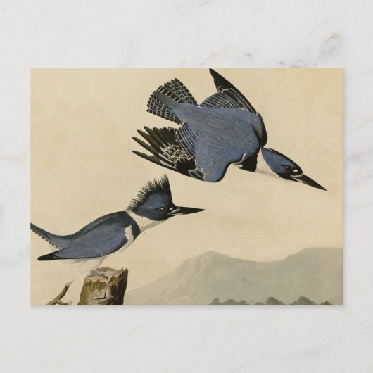 Audubon Belted Kingfisher Wildlife Bird Briefkaart (Voorkant)