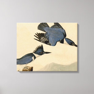 Audubon Belted Kingfisher Wildlife Bird Canvas Afdruk