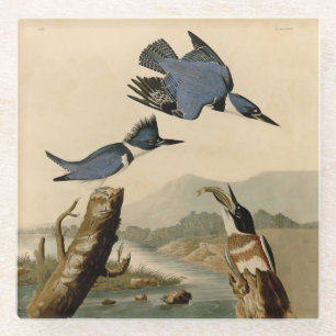 Audubon Belted Kingfisher Wildlife Bird Glazen Onderzetter