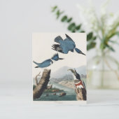 Audubon Belted Kingfisher Wildlife Bird Painting Briefkaart (Staand voorkant)