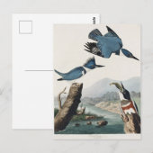 Audubon Belted Kingfisher Wildlife Bird Painting Briefkaart (Voorkant / Achterkant)