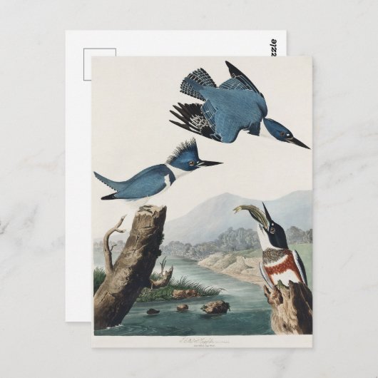 Audubon Belted Kingfisher Wildlife Bird Painting Briefkaart (Voorkant / Achterkant)