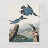 Audubon Belted Kingfisher Wildlife Bird Painting Briefkaart (Voorkant)