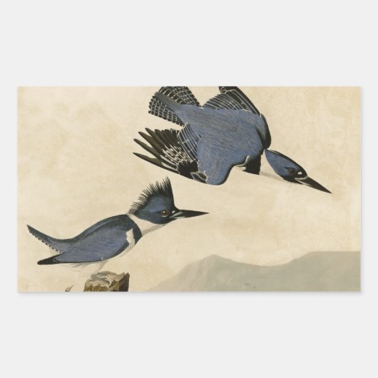 Audubon Belted Kingfisher Wildlife Bird Rechthoekige Sticker (Voorkant)