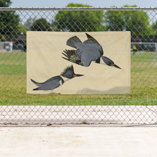 Audubon Belted Kingfisher Wildlife Bird Spandoek (Insitu)