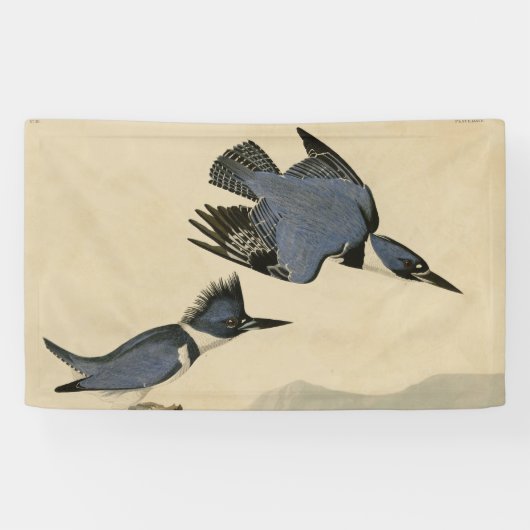 Audubon Belted Kingfisher Wildlife Bird Spandoek (Horizontaal)