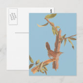 Audubon Bewick's Wren Solitary Song Bird on Branch Briefkaart (Voorkant / Achterkant)