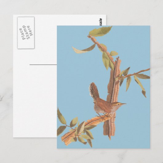 Audubon Bewick's Wren Solitary Song Bird on Branch Briefkaart (Voorkant / Achterkant)