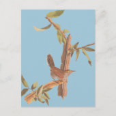 Audubon Bewick's Wren Solitary Song Bird on Branch Briefkaart (Voorkant)