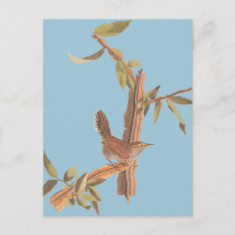 Audubon Bewick's Wren Solitary Song Bird on Branch Briefkaart