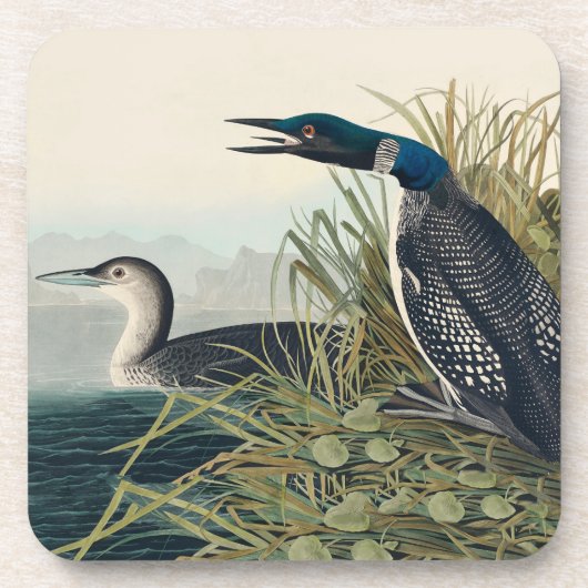 Audubon Bird Loon Diver Classic Bier Onderzetter (Voorkant)
