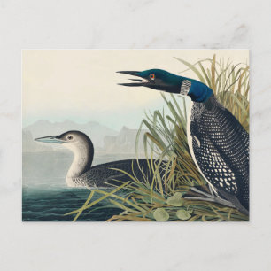 Audubon Bird Loon Diver Classic Briefkaart