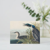 Audubon Bird Loon Diver Classic Briefkaart (Staand voorkant)