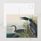 Audubon Bird Loon Diver Classic Briefkaart (Voorkant / Achterkant)