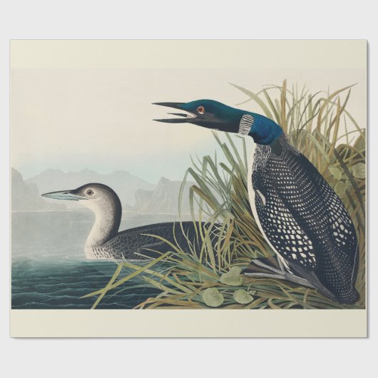 Audubon Bird Loon Diver Classic Cadeaupapier (Vlak)