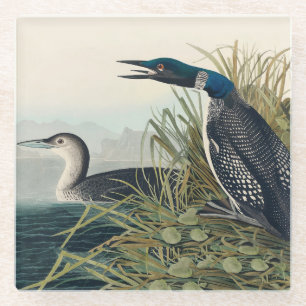 Audubon Bird Loon Diver Classic Glazen Onderzetter