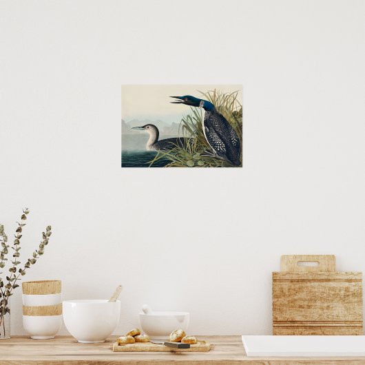 Audubon Bird Loon Diver Classic Poster (Keuken)