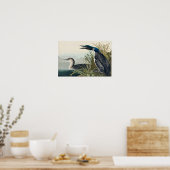 Audubon Bird Loon Diver Classic Poster (Keuken)