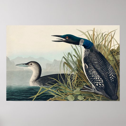 Audubon Bird Loon Diver Classic Poster (Voorkant)
