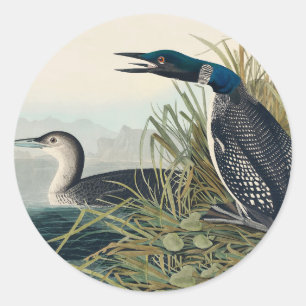Audubon Bird Loon Diver Classic Ronde Sticker