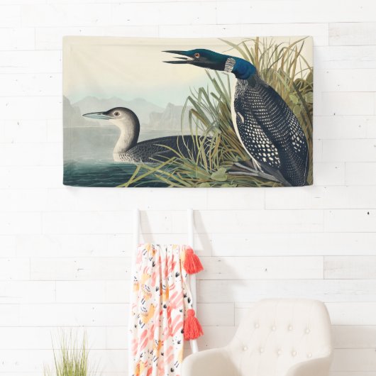 Audubon Bird Loon Diver Classic Spandoek (Insitu)