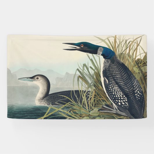 Audubon Bird Loon Diver Classic Spandoek (Horizontaal)