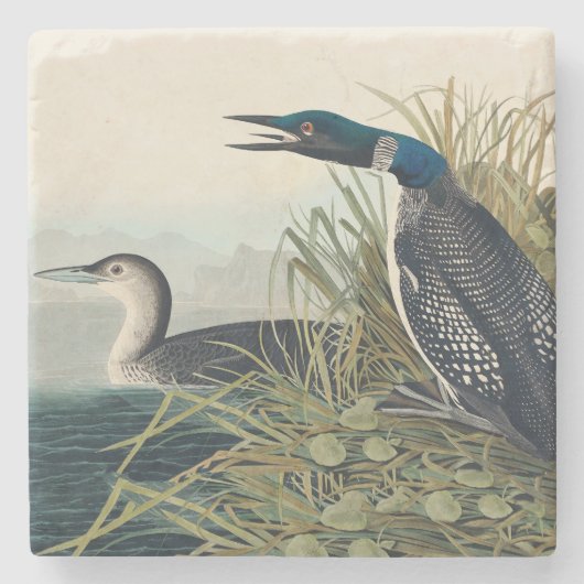 Audubon Bird Loon Diver Classic Stenen Onderzetter (Voorkant)