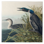 Audubon Bird Loon Diver Classic Tegeltje (Voorkant)