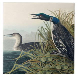 Audubon Bird Loon Diver Classic Tegeltje