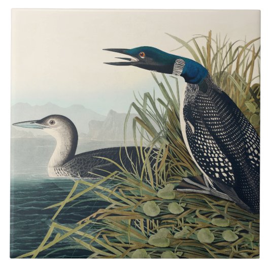 Audubon Bird Loon Diver Classic Tegeltje (Voorkant)