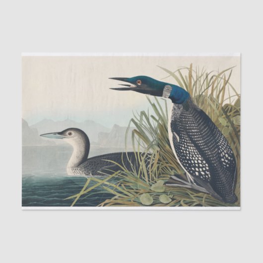 Audubon Bird Loon Diver Classic Tissuepapier (Voorkant)
