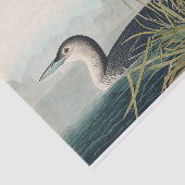 Audubon Bird Loon Diver Classic Tissuepapier (Detail)