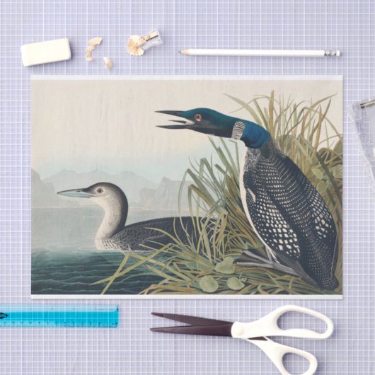 Audubon Bird Loon Diver Classic Tissuepapier (Craft)