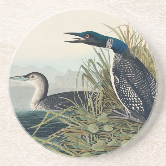Audubon Bird Loon Diver Classic Zandsteen Onderzetter (Voorkant)