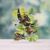 Audubon Birds - Night Hawk Acryl Bord (Neutraal)