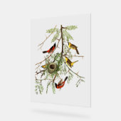 Audubon Birds - Orchard Oriole - Honingsprinkhaan Acryl Bord (Hoek)