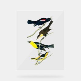 Audubon Birds - Starling Oriole Troopial Acryl Bord