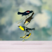 Audubon Birds - Starling Oriole Troopial Acryl Bord (Neutraal)